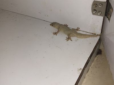 AGM Facilities : Pest Control, Water Tank Cleaning & Plumbing Services