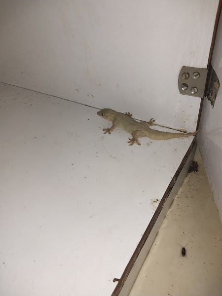 AGM Facilities : Pest Control, Water Tank Cleaning & Plumbing Services - Photo 1