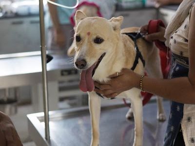 Animal Medical Services