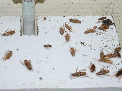 City Care Pest Control