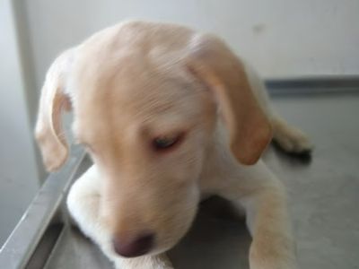 Dr. Jagtap's pets clinic