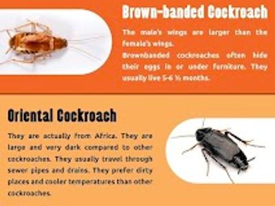 Eco Friendly Pest Control