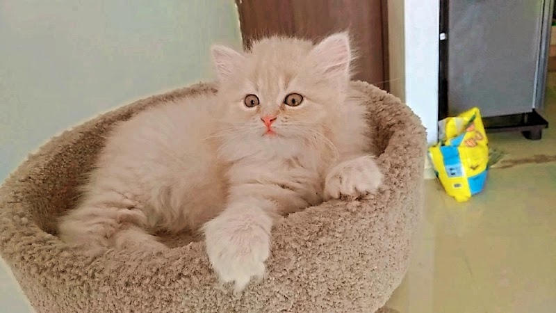 Ginger Persians - Photo 1