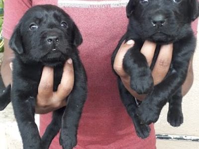 Hare krishna pet shop