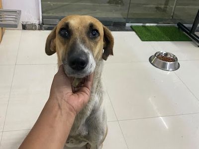 Healthy Tails Pet Clinic