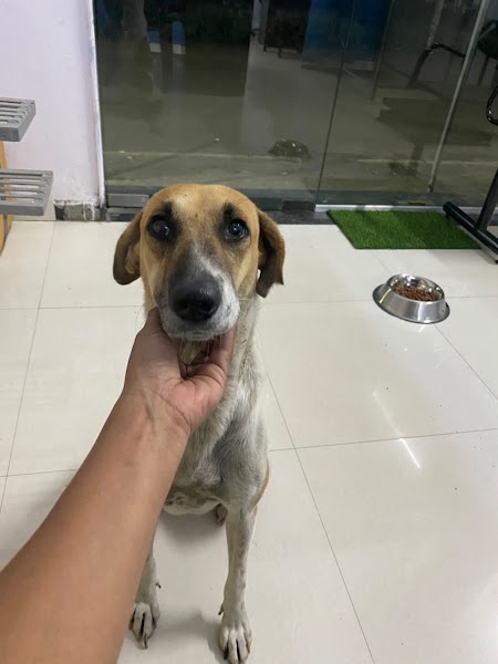 Healthy Tails Pet Clinic - Photo 1