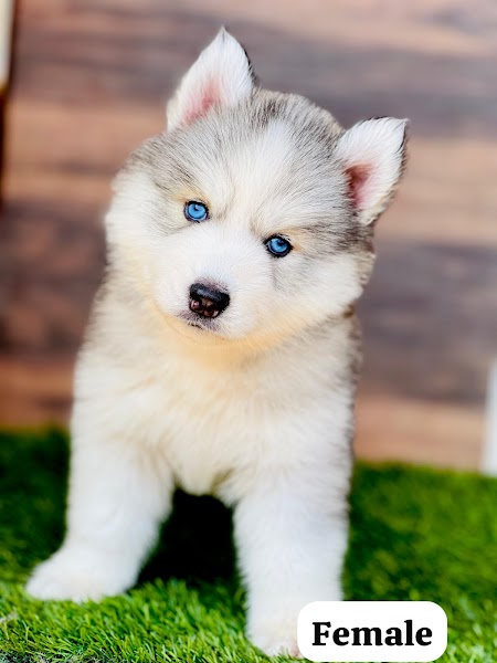 House Of Paws Pune - Photo 1