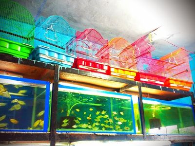 Kavya Aquarium & Pet Shop
