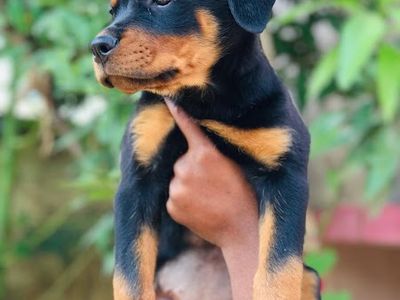 Pet shop (mamta canal)