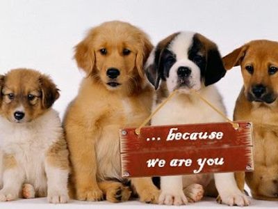 PET'S HEAVEN | DOG & CAT CLINIC | MAGARPATTA - HADAPSAR