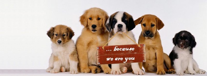 PET'S HEAVEN | DOG & CAT CLINIC | MAGARPATTA - HADAPSAR - Photo 1