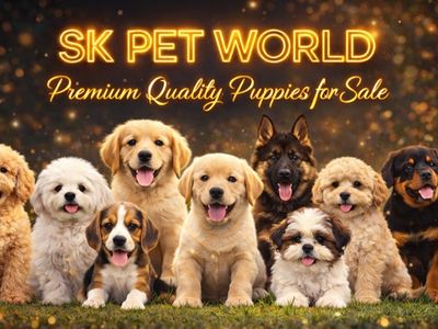 SK PET WORLD - DOG SELLER