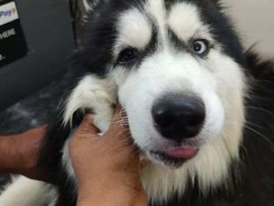 SMARTVET PET CLINIC & SURGICAL CENTRE