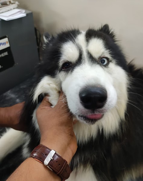 SMARTVET PET CLINIC & SURGICAL CENTRE - Photo 1