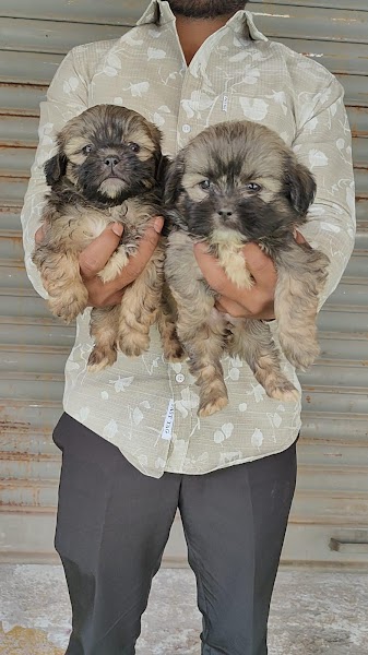 SR..pet store - Photo 1