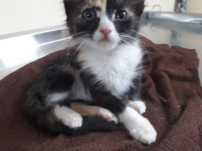 Starpugs Pet Care & Veterinary Services