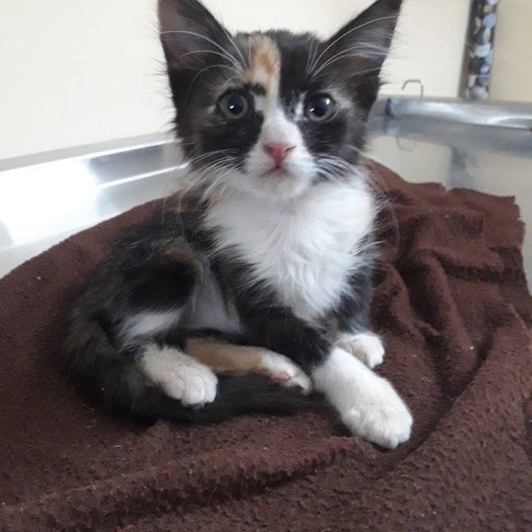 Starpugs Pet Care & Veterinary Services - Photo 1