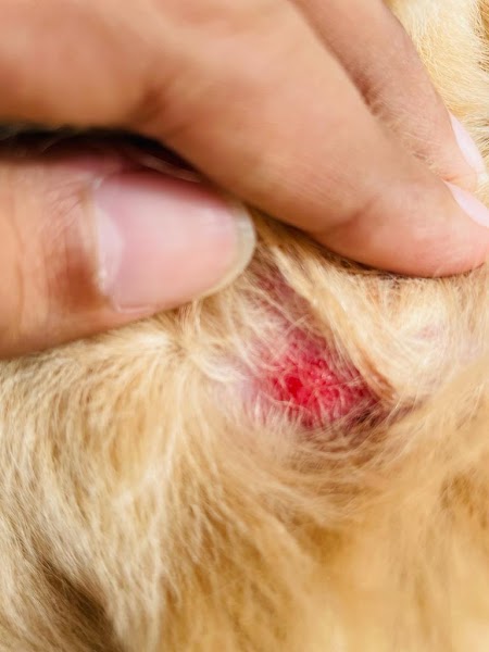 The Pet Specialist - Photo 1