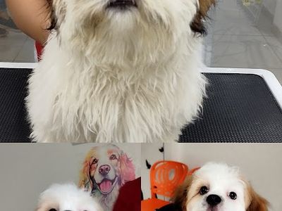 The Urban Paws Pune | Pet Grooming Salon @ Kharadi