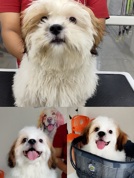 The Urban Paws Pune | Pet Grooming Salon @ Kharadi - Photo 1