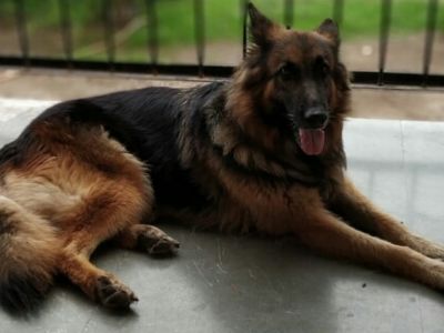 Veterinary and Pet care services, Pune